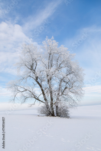 Alter Baum, bedeckt mit Schnee und Eis im Januar 2024 bei Grüningen in Hessen, Deutschland, Wintertag
