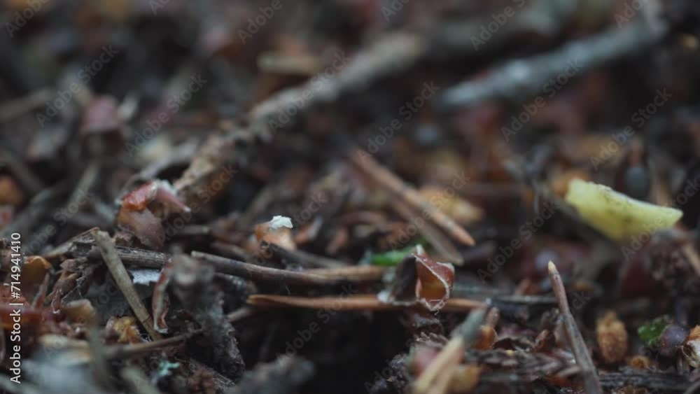 forest anthill macro photography on a sunny day forest anthill macro photography on a sunny day