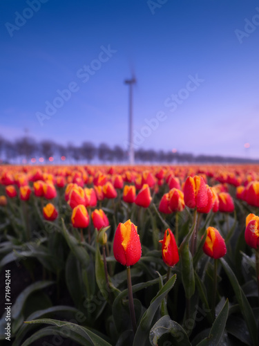 A field of tulips during sunset. A wind generator in a field in the Netherlands. Green energy production. Landscape with flowers during sunset. Photo for wallpaper and background.