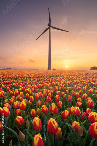 A field of tulips during sunset. A wind generator in a field in the Netherlands. Green energy production. Landscape with flowers during sunset. Photo for wallpaper and background.