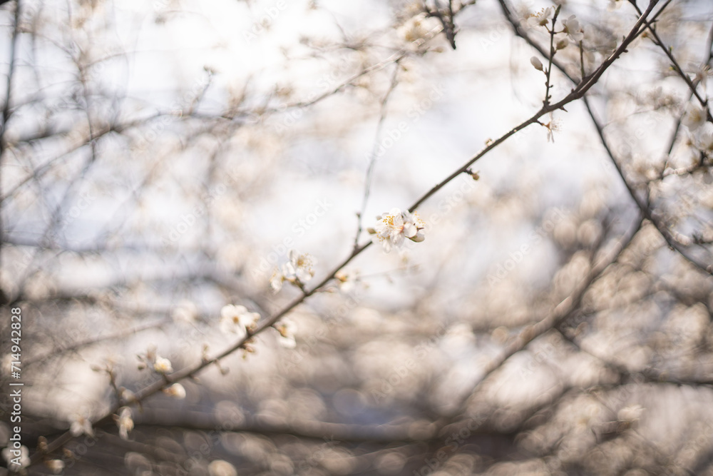 Background of spring blooming branches Background of spring blooming branches