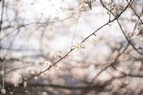 Background of spring blooming branches