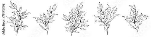 vector contour branch and leaves compositions. Elegant branches for decoration. hand drawing monochrome botanical illustration for backgrounds. Template for wedding cards and polygraph, logo, tattoo. photo