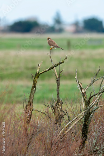 Faucon crécerelle,.Falco tinnunculus, Common Kestrel, region Pays de Loire; marais Breton; 85, Vendée, Loire Atlantique, France