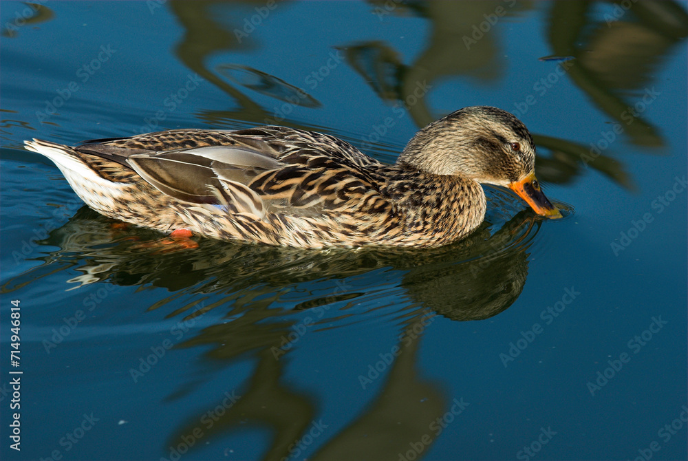 Canard colvert, femelle,. Anas platyrhynchos, Mallar Canard colvert, femelle,. Anas platyrhynchos, Mallar