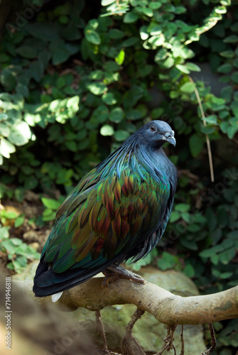 Pigeon nicobar, Nicobar à camail, Caloenas nicobarica, Nicobar Pigeon, Asie , Océanie photo