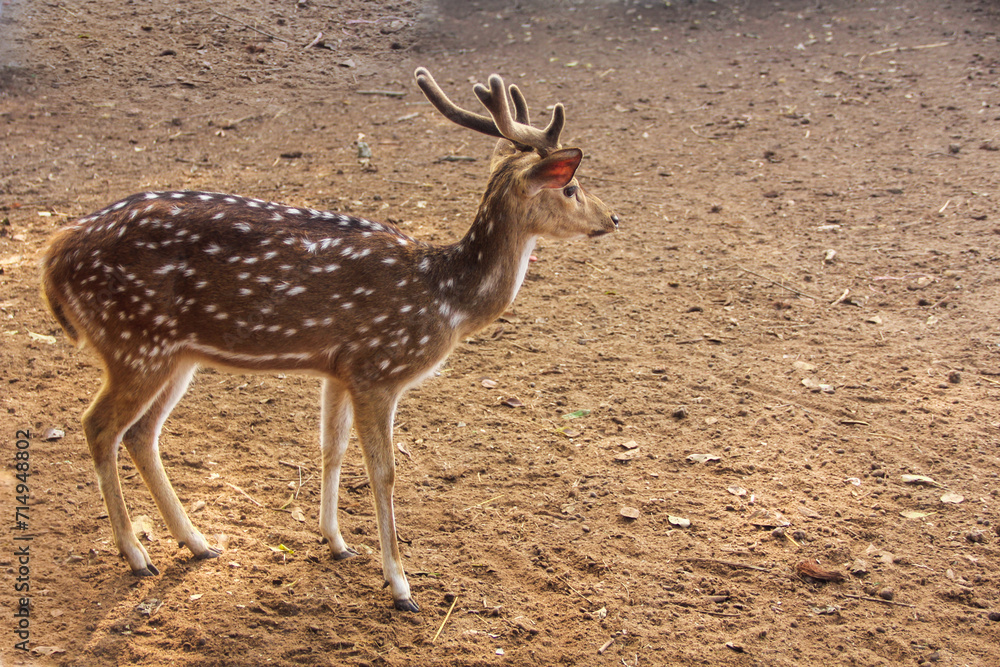 white deer Dublar Char Sundarban white deer Dublar Char Sundarban