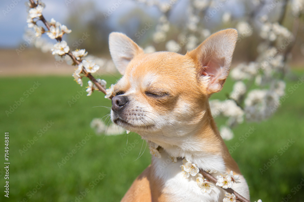 dog enjoys the flowers on a spring day