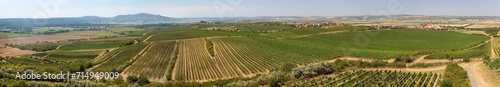 Vineyards near Zajeci village and Pavlov Hills