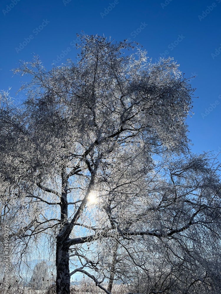 Large tree with snow on it, photographed against the sun Large tree with snow on it, photographed against the sun