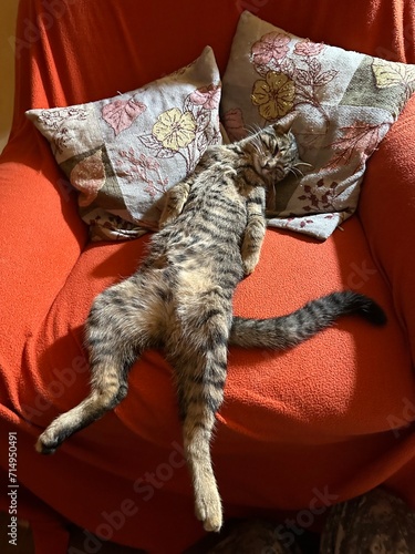 Ruhig schlafender junger Kater auf dem Sessel