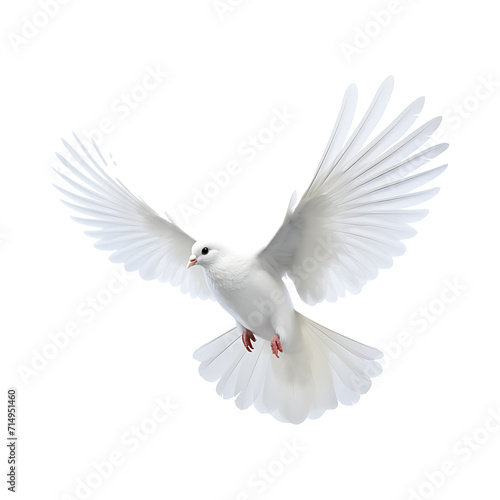 Graceful White Dove Soaring in Isolated Flight Against a Blue Sky – Symbolizing Peace, Love, and Freedom in Nature's Beauty © PNG for U