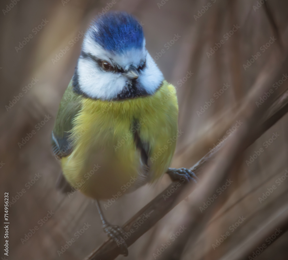 Fototapeta premium Blaumeise auf einem Ast