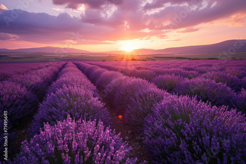 A mesmerizing view of a lavender field during the golden hour of sunset