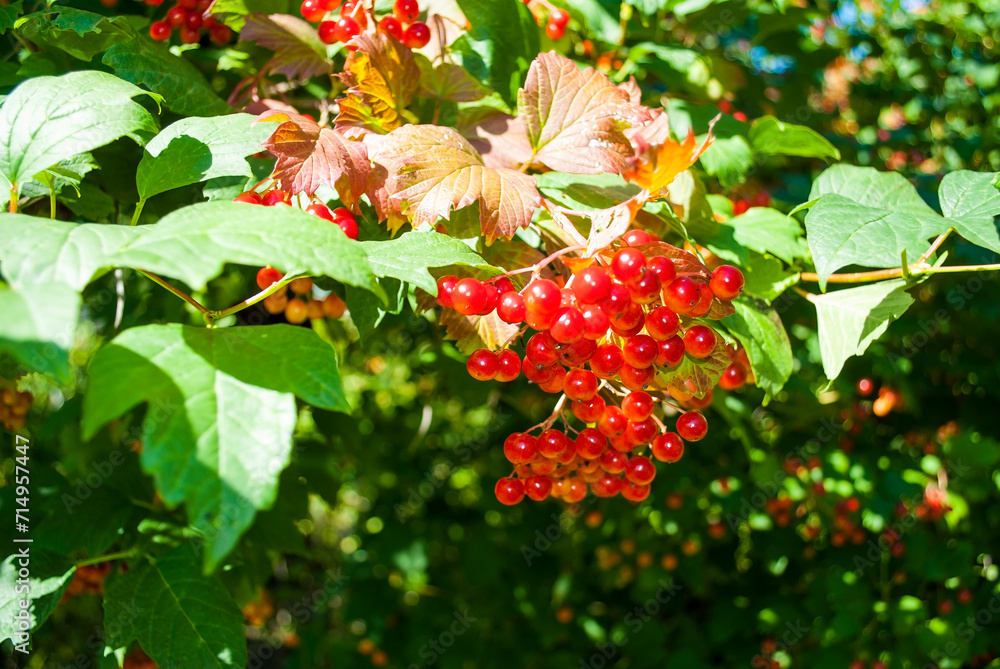 Ripe red viburnum berries on a background of green leaves Ripe red viburnum berries on a background of green leaves