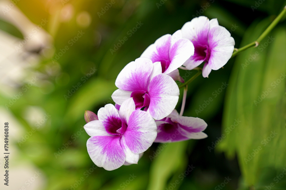Close-up of a beautiful purple orchid flower bouquet on a tree. Soft and selective focus. Close-up of a beautiful purple orchid flower bouquet on a tree. Soft and selective focus.