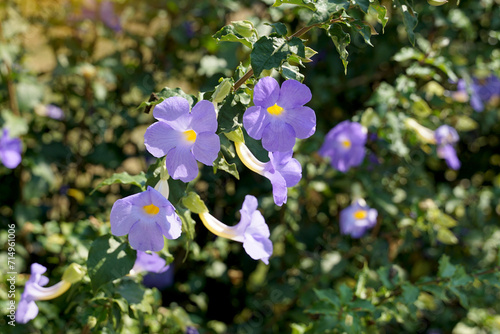 King's Mantle, purple, semi-climbing shrub, trumpet-shaped flowers, pale yellow petals at the base, 5 separated petals at the end, bluish-purple and white, blooming throughout the year.  © Aoy_Charin