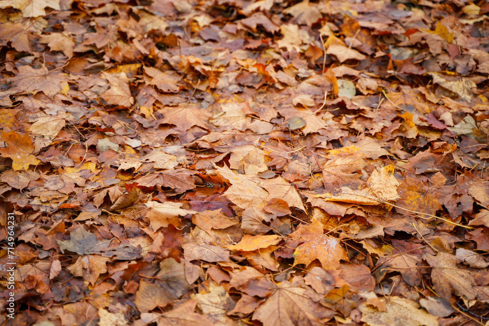 A lot of maple leaves in the autumn park