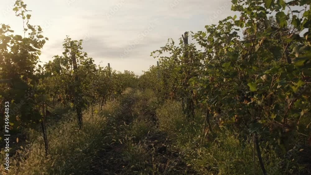 The branches of grapes, illuminated by the dawn sun. The branches of grapes, illuminated by the dawn sun.