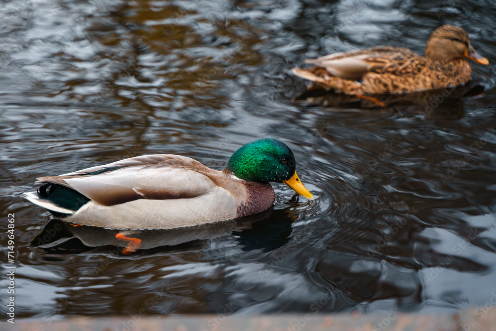 Obraz premium A duck swims in a pond in the park in autumn