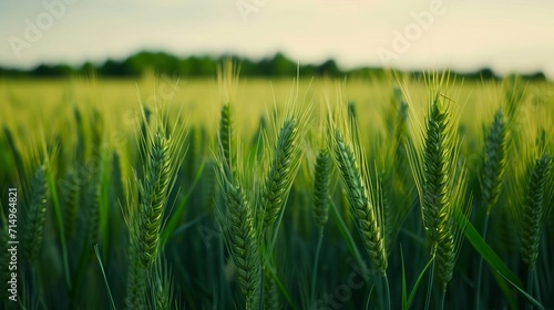A field of green wheat, the ears of wheat swaying in the breeze, Front view, reflection photography, new objectivity, 8K, hyper quality