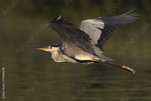 Grey Heron flying at Tubli bay, Bahrain photo