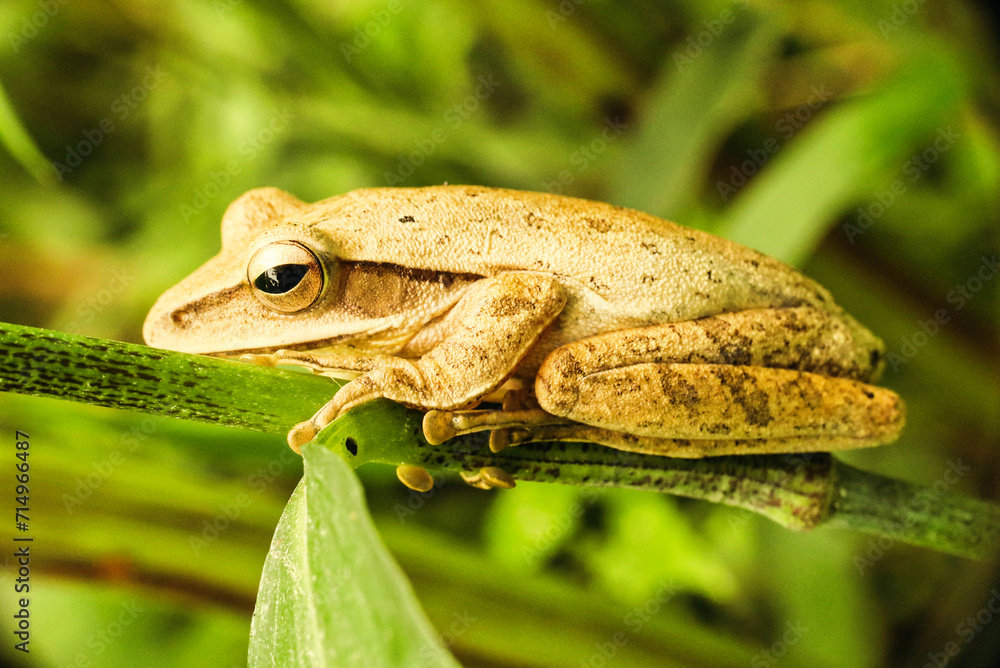 Obraz premium Treefrog on green leaf