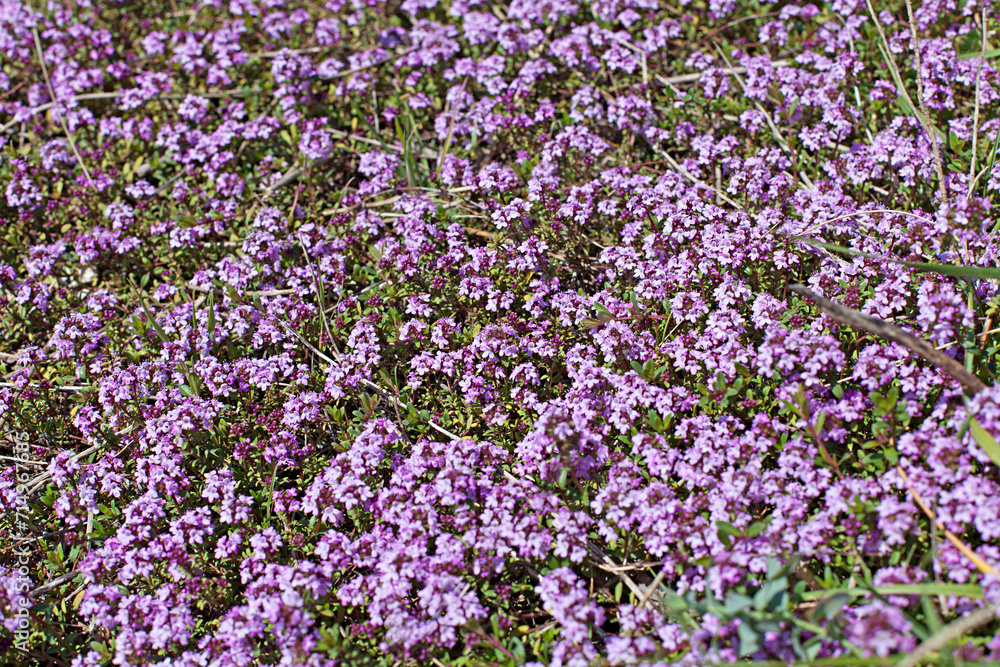 Flourishing thyme herb with pink flowers Flourishing thyme herb with pink flowers