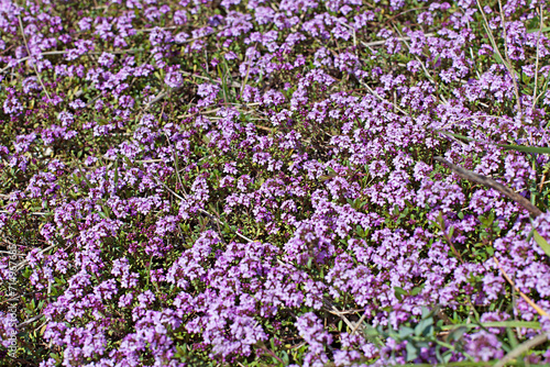 Flourishing thyme herb with pink flowers