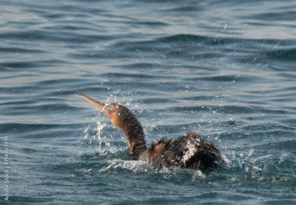Obraz premium Motion blur image of Socotra cormorant bathing at Busaiteen coast, Bahrain
