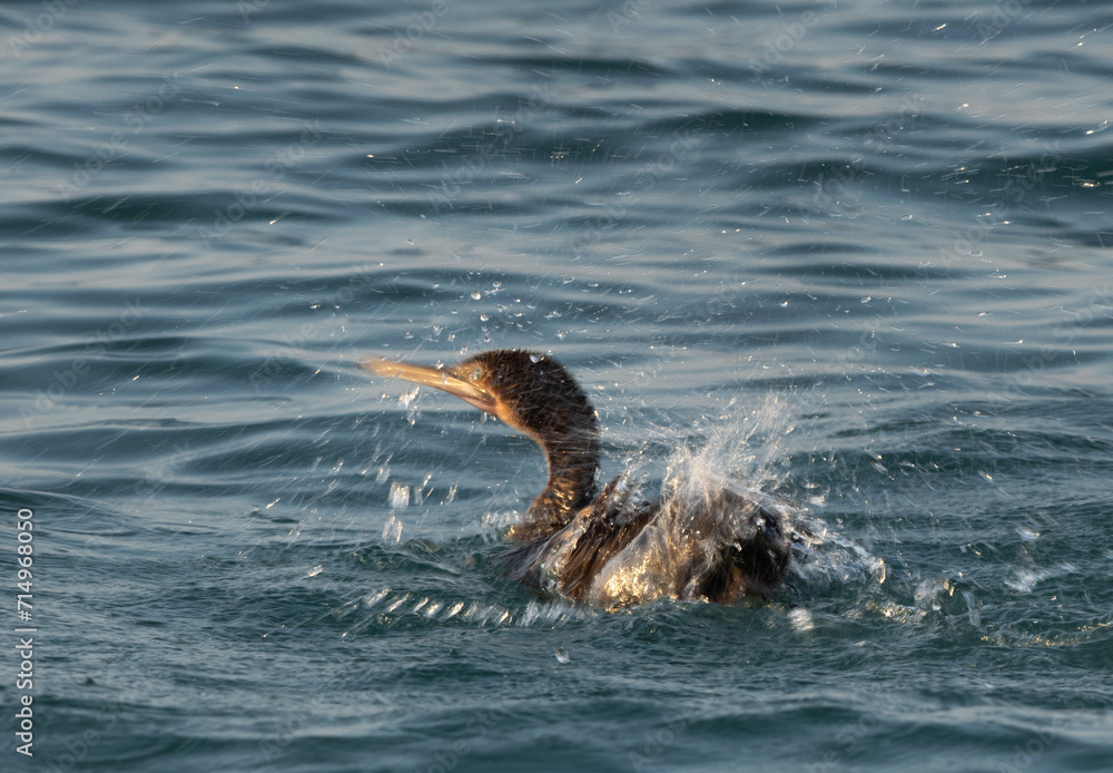 Fototapeta premium Motion blur image of Socotra cormorant bathing at Busaiteen coast, Bahrain