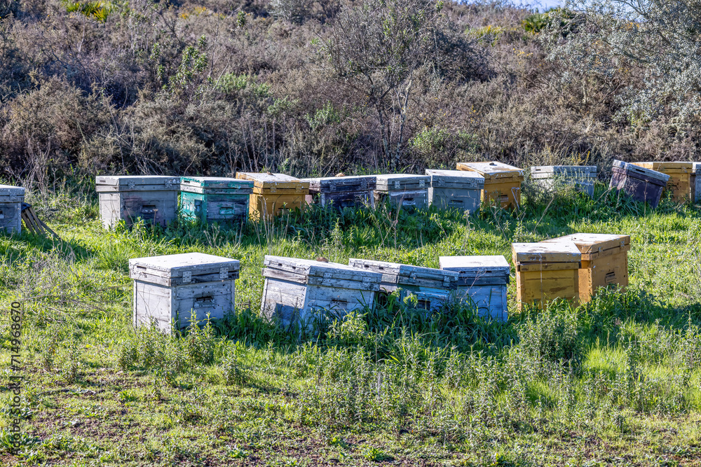 Traditional wooden bee hives in huelva mountains for the pollination of plantations and obtaining honey Traditional wooden bee hives in huelva mountains for the pollination of plantations and obtaining honey