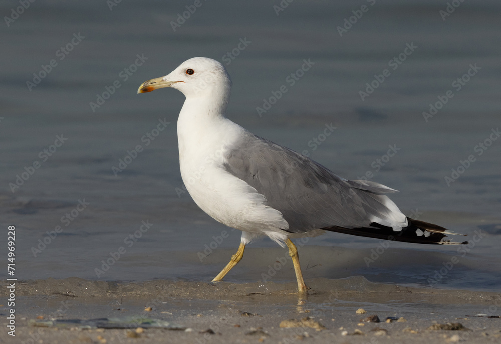Closeup of a Lesser Black-backed Gull at Busaiteen coast, Bahrain Closeup of a Lesser Black-backed Gull at Busaiteen coast, Bahrain