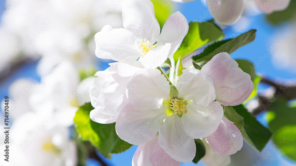 flowering apple tree branch in the garden. Blooming fruit trees in the garden. White and pink flowers close-up on a branch of a tree. Floral spring nature background.