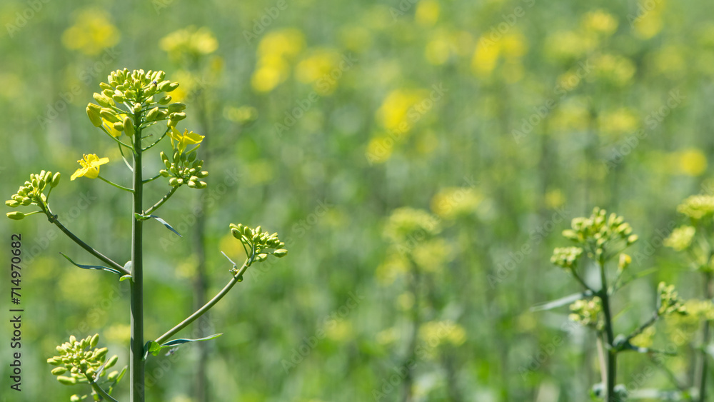 Obraz premium Rapeseed. Brassica napus. are blooming in sunny summer day. yellow flower, isolated on blurred natural background. agriculture, in Europe or Asia. floral background, close-up. soft focus