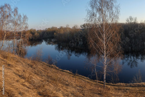 reeds in the water