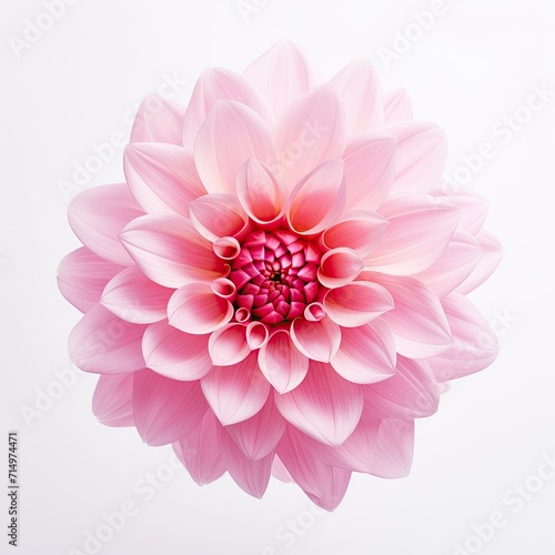 Flower vast in pink color isolated on white background  Pink Dahlia macro flower