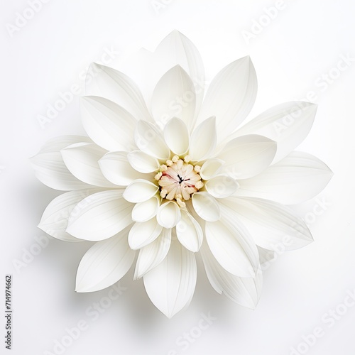 Flower vast in white color isolated on white background  chamomile flower
