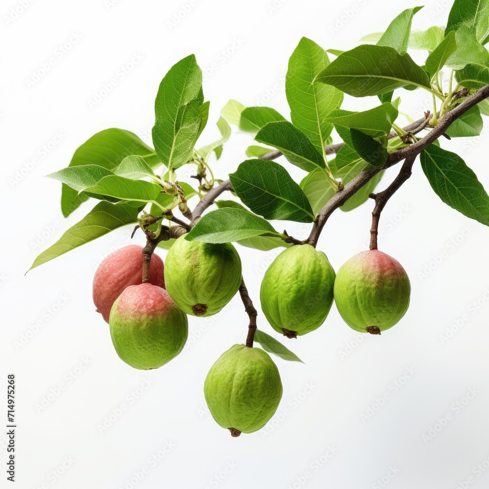 Guava hanging on tree branch isolated on white background