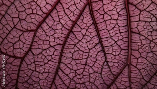 Autumn leaf macro close-up 