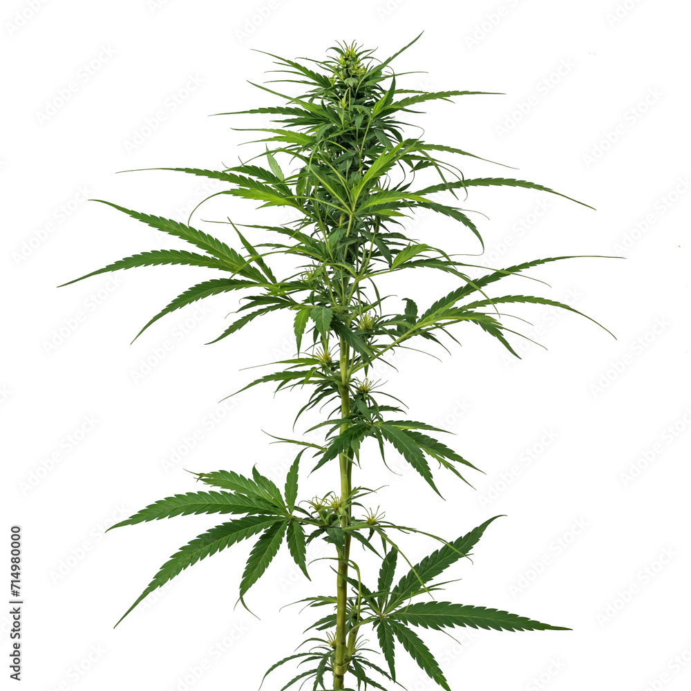 Fototapeta premium PNG cannabis plant PNG transparent, generative AI