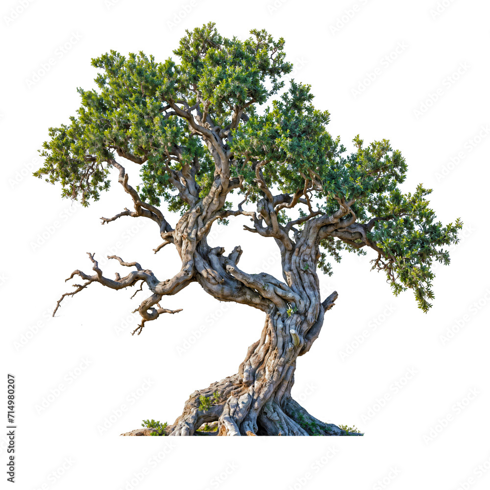 PNG transparent old big tree for drag and drop PNG transparent old big tree for drag and drop
