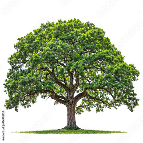 high quality tree PNG transparent  generative AI 