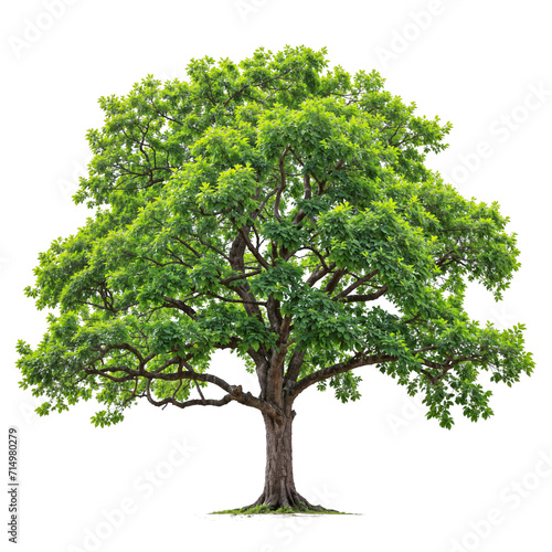 high quality tree PNG transparent  generative AI 