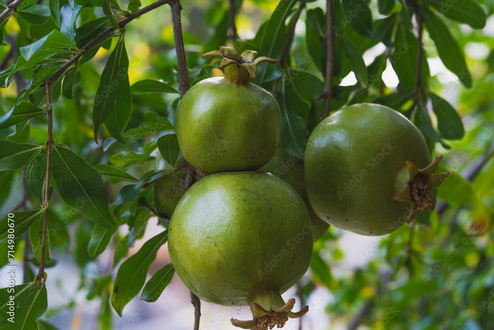 delicious pomegranate bunches ready for harvesting