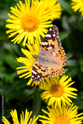 Vanessa cardui resting on Pentanema hirtum