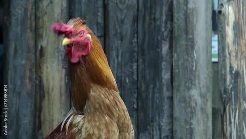 Brown Hen at the Poultry Farm. Close Up. 4K Resolution.