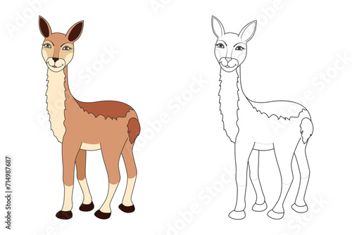 Vicuna line and color illustration. Cartoon vector illustration for coloring book.