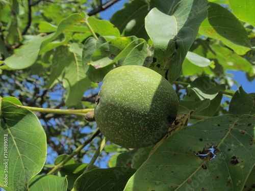 green apple on tree