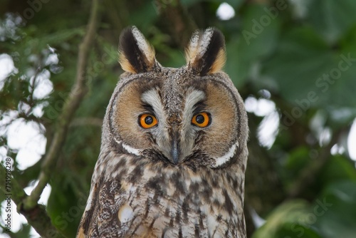 owl © Zbynek
